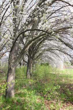 Bahar zamanı Natchez Mississippi Devlet