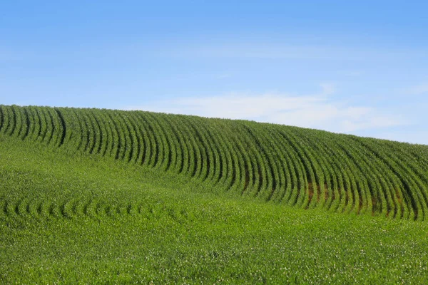 Χωράφια με το σιτάρι στην πολιτεία της Ουάσιγκτον κατά της μπλε του ουρανού. — Φωτογραφία Αρχείου