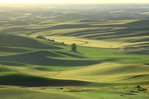 Collines ondulantes dans l'État de Washington à Palouse — Photo