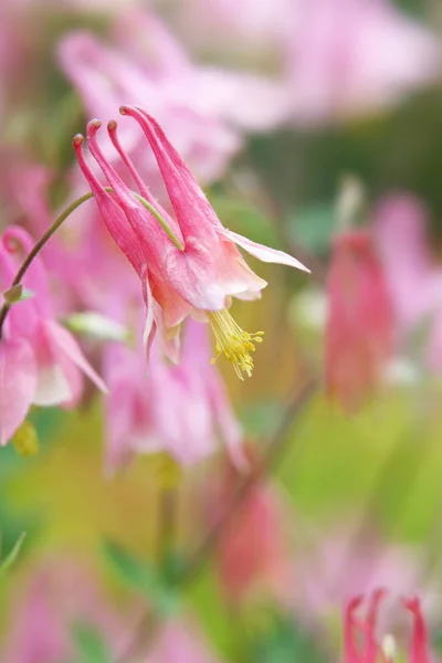 Pink Columbine flower — Stock Photo, Image