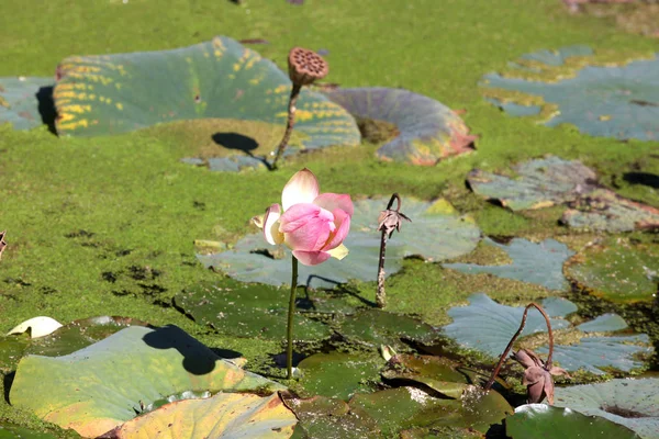 Цветок водяной лилии в болоте — стоковое фото