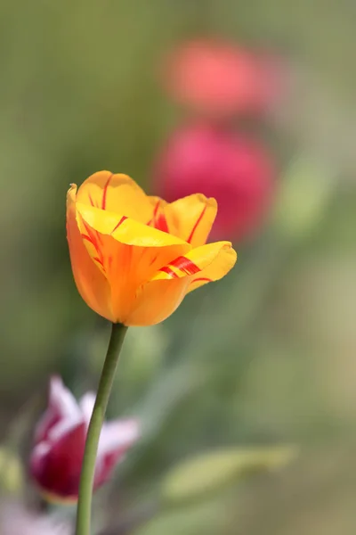 Bliska strzał żółty tulipan — Zdjęcie stockowe
