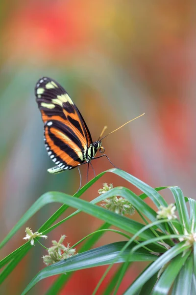 Monarch vlinder op een plant — Stockfoto