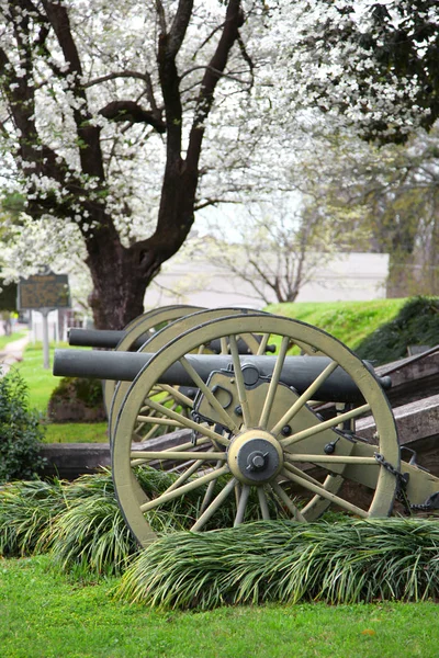 Vieux canons en fleur de printemps — Photo