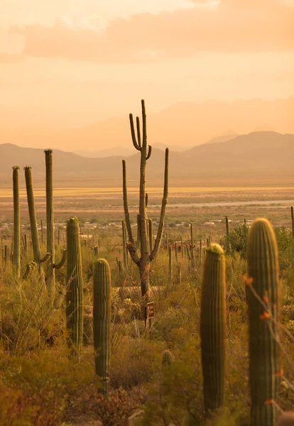 Saguaro Milli Parkı sonoran Çölü'nde — Stok fotoğraf