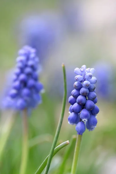 Detailní záběr záběr hyacintům — Stock fotografie