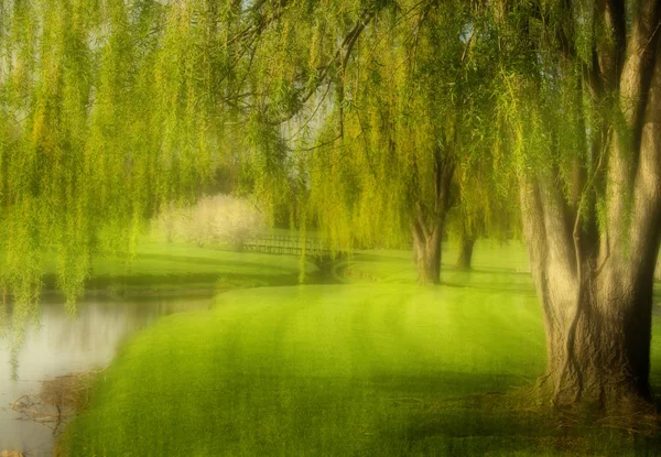 Willow trees in the middle of meadow — Stock Photo, Image