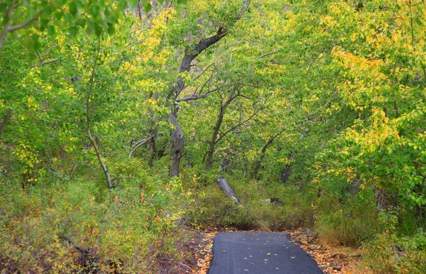 Cyklistická stezka přes svěží zelené stromy — Stock fotografie