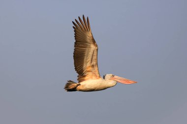 Pelican atış uçuş kadar kapatın