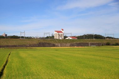 Nagoya city yakınındaki Japonya'da pirinç tarlaları