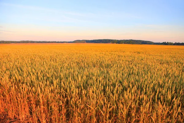 Pola pszenicy, pod wieczór światłem słonecznym — Zdjęcie stockowe