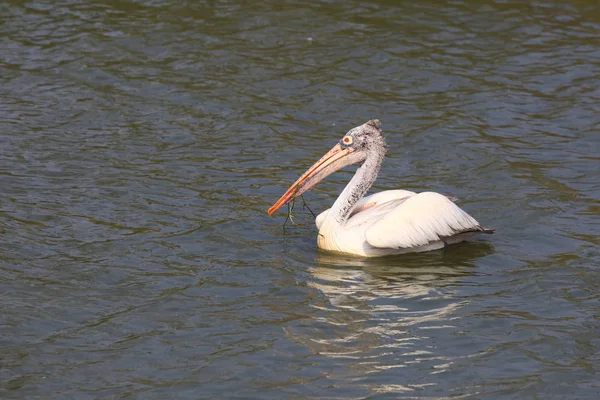 Pelicano dálmata no santuário de pássaros Kolleru — Fotografia de Stock