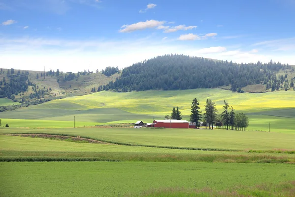 Washigton Palouse peyzaj — Stok fotoğraf