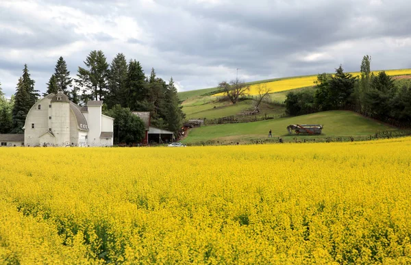Rapeseed fields and barn in Washington state — Stock Photo, Image