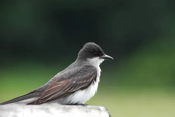 Träd sväljer fågel uppflugen på ett staket — Stockfoto