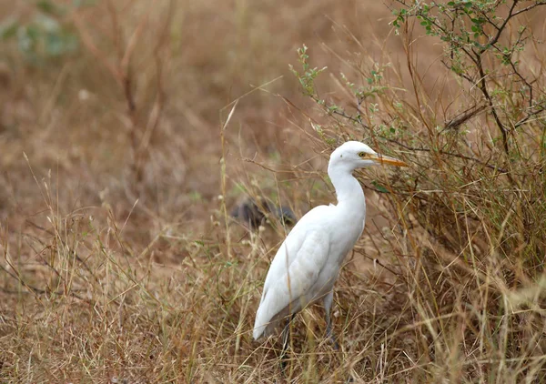 Small snow white egret in the bushes — Stock Photo, Image