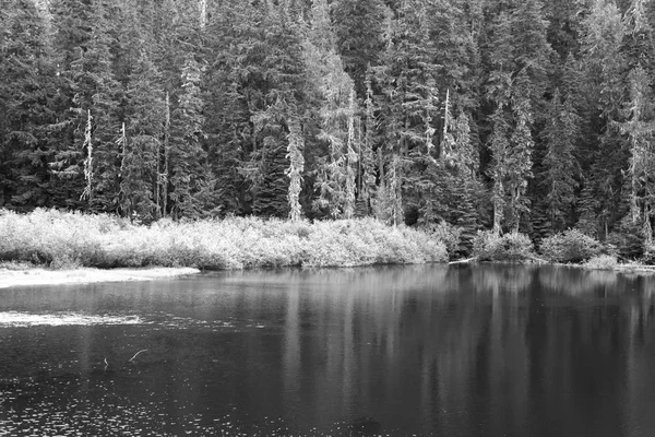 Pinos junto al lago — Foto de Stock