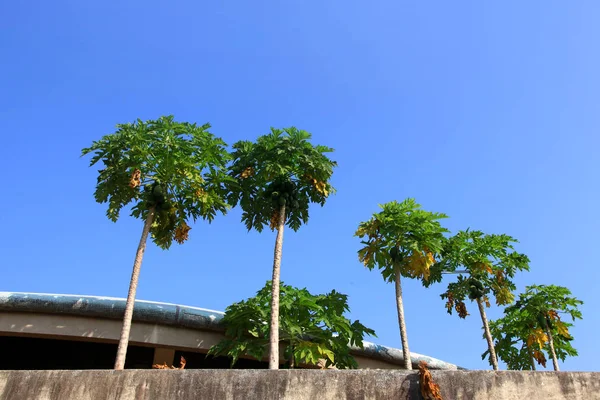 Row of Papaya trees against blue sky — Stock Photo, Image