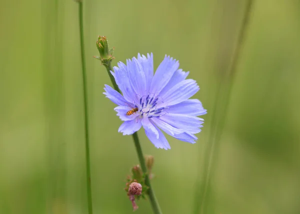 Flor selvagem azul — Fotografia de Stock