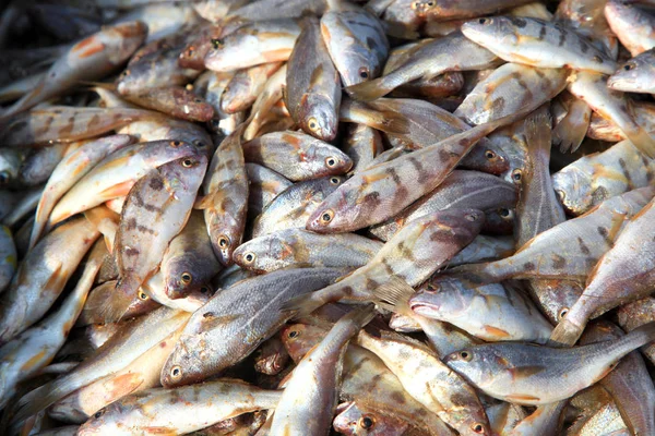 Many fresh fish from sea — Stock Photo, Image