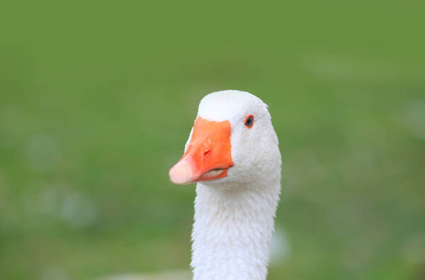 Крупный план белого гуся
