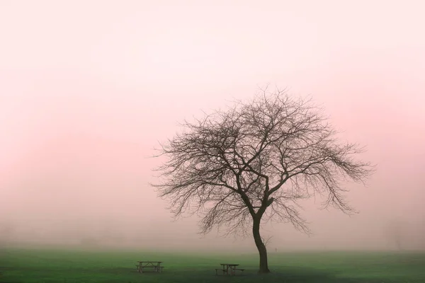 Één boom in de ochtend mist — Stockfoto