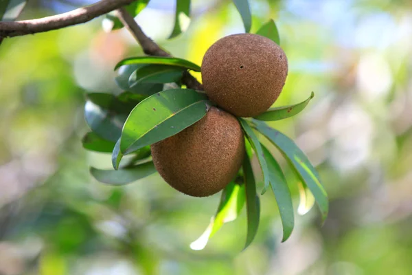 15 imagens de Árvore de sapoti, Árvore de sapoti fotografias de stock