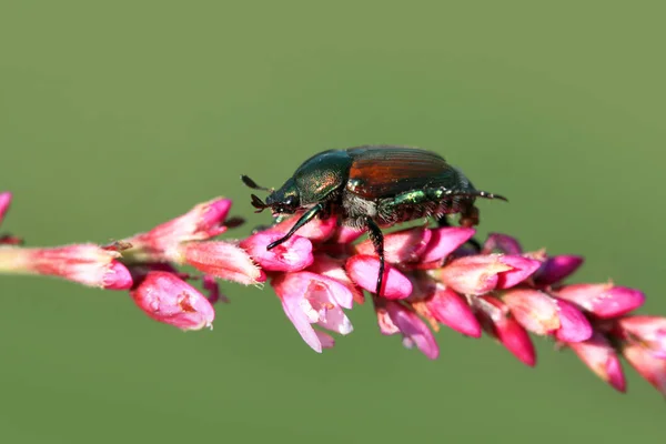 Selyemkóró bogarak virág — Stock Fotó