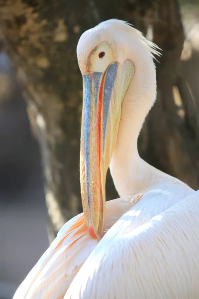 Nahaufnahme eines großen weißen Pelikans — Stockfoto