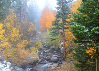 Sonbahar erken kış saati ağaçlarda
