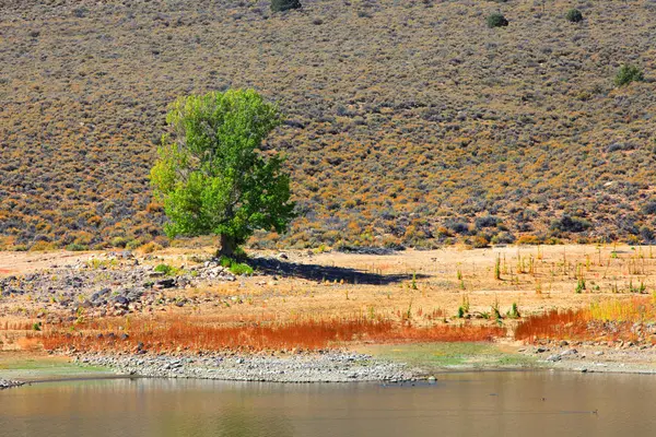 Árvore solitária junto ao lago em Bridgeport Califórnia — Fotografia de Stock