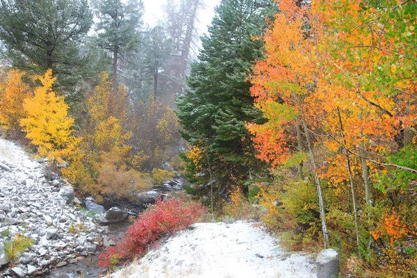 Leuchtend bunte Espen im Schnee — Stockfoto