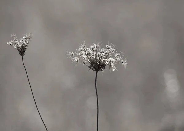 Fleurs sauvages séchées d'automne en monochrome — Photo