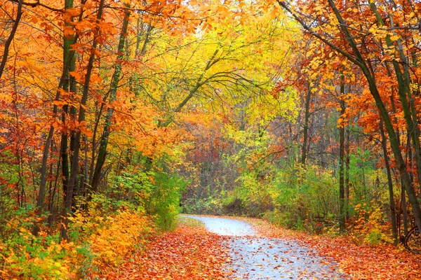 Malebnou podzimní stezka barevné stromy Stock Fotografie