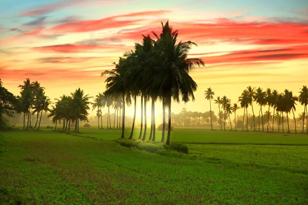 Rýžoviště a ranní mlha v státě Andhra Pradesh v Indii — Stock fotografie