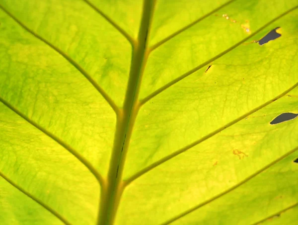 Podświetlenie tła jasny zielony liść — Zdjęcie stockowe