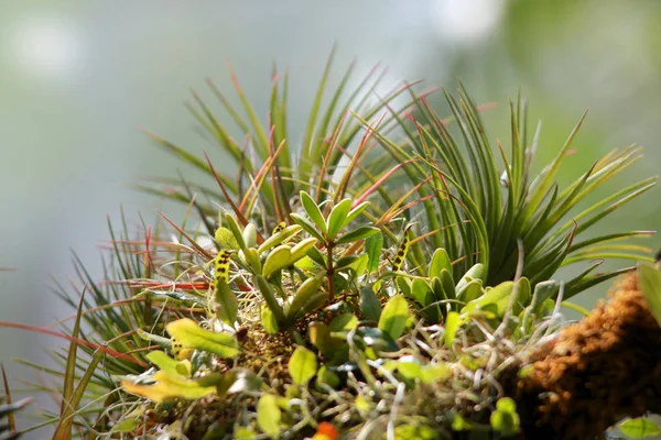 Plantas tropicais diferentes na casa verde — Fotografia de Stock