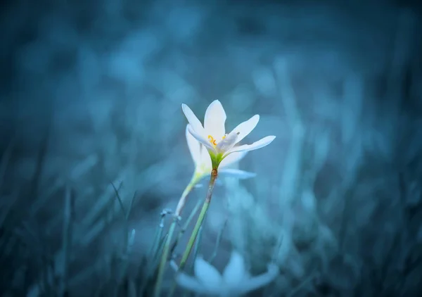 Dos flores de lirio de lluvia blanca de cerca disparo —  Fotos de Stock