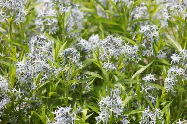 Yaz aylarında beyaz dekoratif çiçek yatak