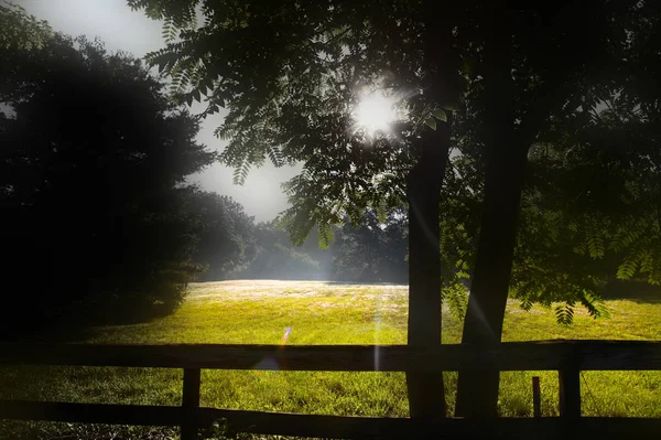 Ochtendzon stralen door takken van bomen — Stockfoto