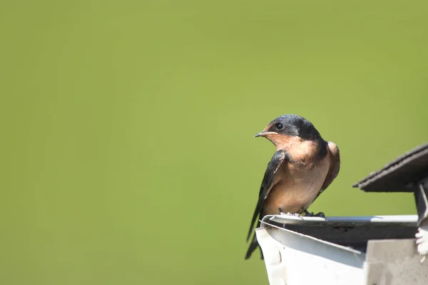 Close-up shot van boom swallow vogel — Stockfoto