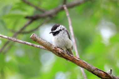 Bülbül yakından atış siyah şapkalı
