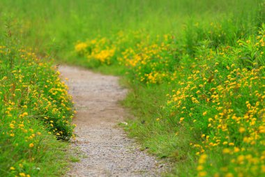 Bahar süre boyunca parkta yürüyüş yolu