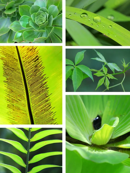 Different green tropical leaves collage — Stock Photo, Image