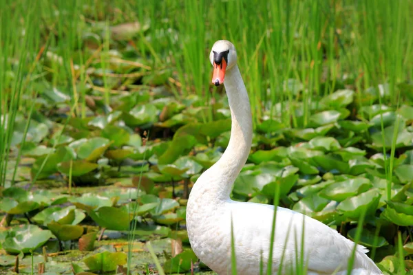 Bliska strzał Swan w bagno — Zdjęcie stockowe