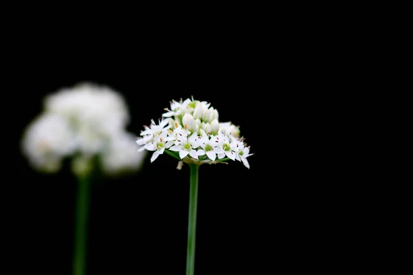 Allium flowers against black background — Stock Photo, Image
