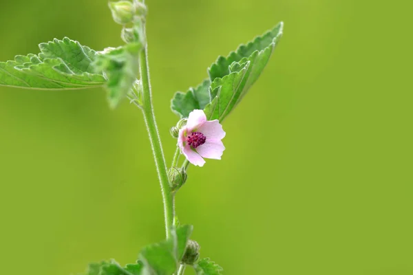 Wild flower zár-megjelöl szemcsésedik — Stock Fotó