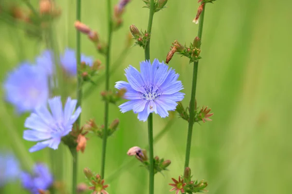 Cichorium intybus květiny zblízka střílel — Stock fotografie