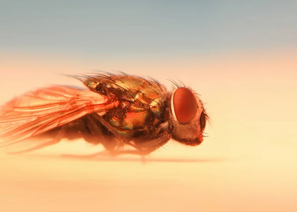 Extreme close up shot of fly