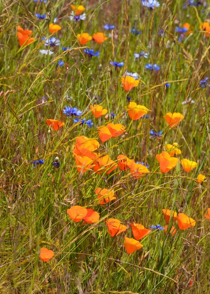 Orange Poppy flowers growing wild in the grass — Stock Photo, Image